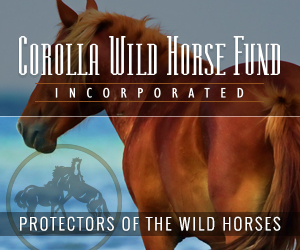 Corolla Wild Horse Fund 300×250