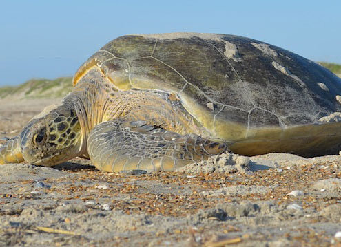 Learn About Sea Turtles From A Real NPS Park Ranger - Outer Banks Events Calendar