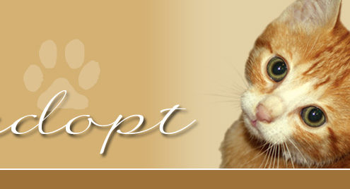 Feline Hope Fish Fry Fundraiser - Outer Banks Events